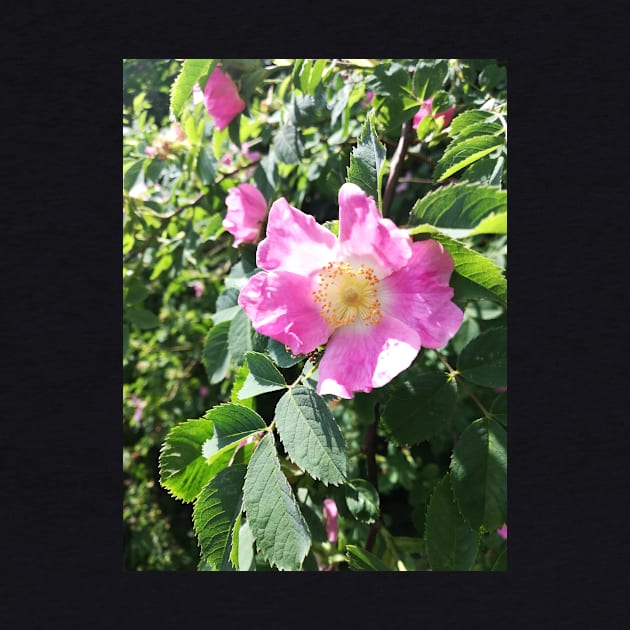 Pink wild rose photograph by esvb